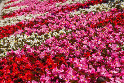 Full frame shot of pink flowering plants on field