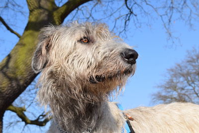 Close-up of dog against trees