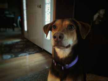 Close-up portrait of dog at home