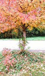 Flowers growing on tree