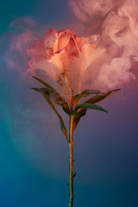 Low angle view of flowering plant against sky