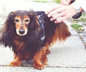 Dog looking at camera