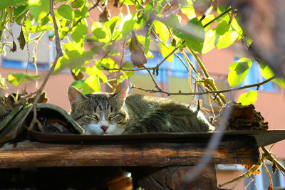 Cat relaxing on a tree