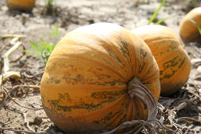 Close-up of pumpkins on field