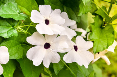 Close-up of white flowers blooming outdoors