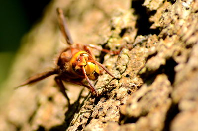 Close-up of insect on tree trunk