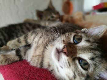 Close-up portrait of cat relaxing at home