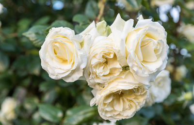 Close-up of white rose blooming outdoors