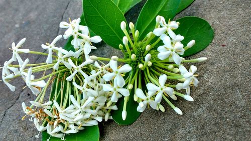 High angle view of white flowers blooming outdoors