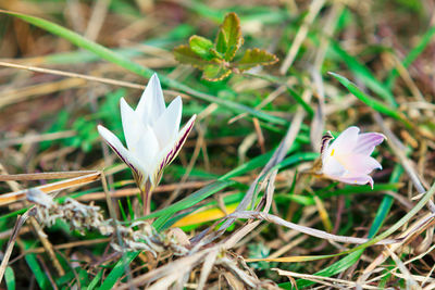 Close-up of white crocus flowers on field