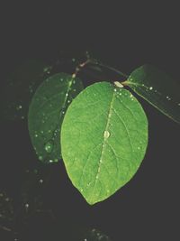 Close-up of water drops on leaf