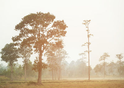 Trees on field against sky