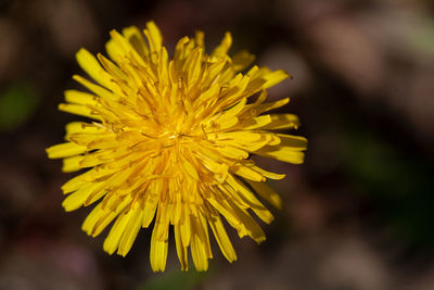 Close-up of yellow flowering plant