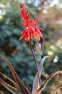 Close-up of red flowering plant