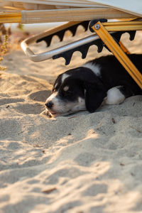 Quiet dog resting on the sand. tranquility under the sun.