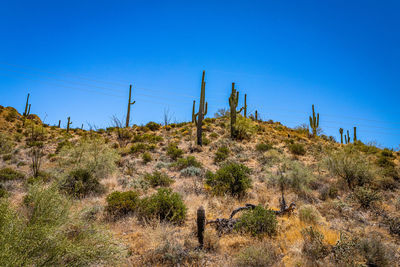 Plants growing on land against clear sky