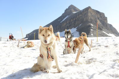 View of dogs on snow covered land