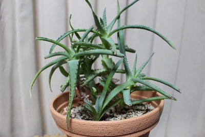 Close-up of potted plant