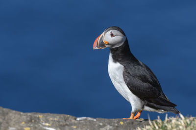 Close-up of puffin against blue sky