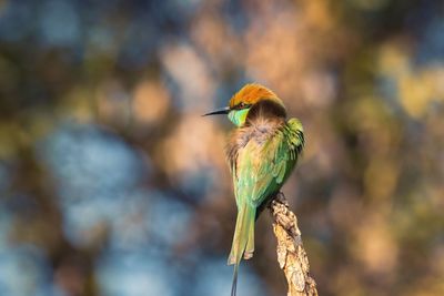 Close-up of bird perching on branch