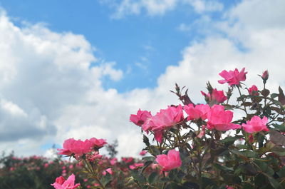 Close-up of pink cherry blossoms against sky