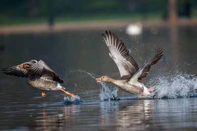 Birds flying over lake