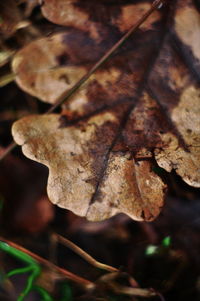 Close-up of dried leaves