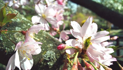 Close-up of white flowers