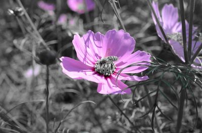 Close-up of pink flower