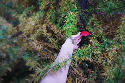 High angle view of woman hand on plants