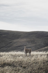 Deer on field against sky