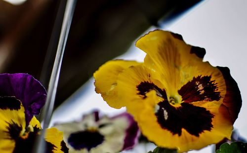 Close-up of yellow flower