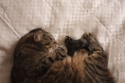 Close-up of cat lying on fabric