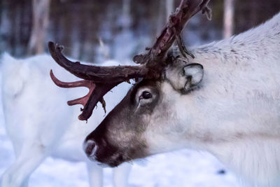 Close-up of horse