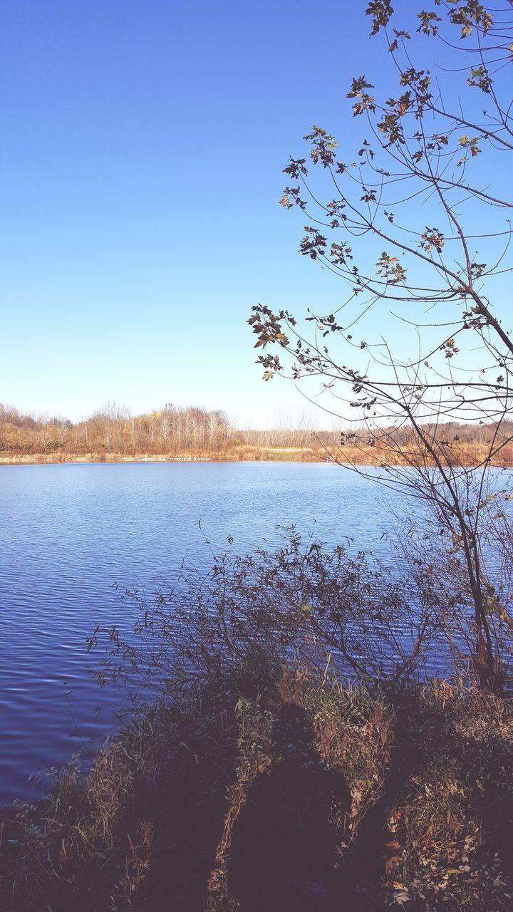 clear sky, water, tree, tranquility, tranquil scene, blue, lake, scenics, beauty in nature, nature, copy space, growth, reflection, idyllic, river, lakeshore, sunlight, day, branch, outdoors