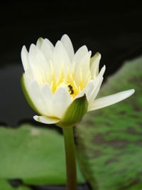 Close-up of white flowering plant