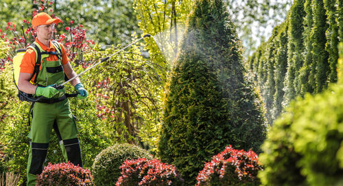 Mature man spraying insecticide on plants and tree