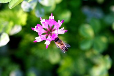 Close-up of bee pollinating flower