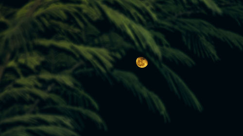 Close-up of wet leaf against sky at night