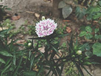 Close-up of pink flowering plant on field