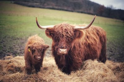 Cow on field