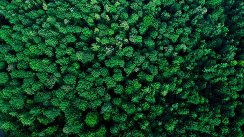 Full frame shot of green plants