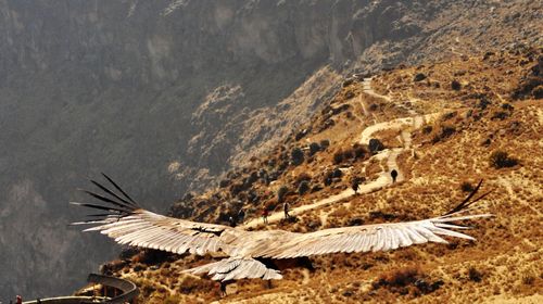 Bird flying over mountains
