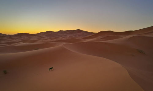 Scenic view of desert against clear sky during sunset