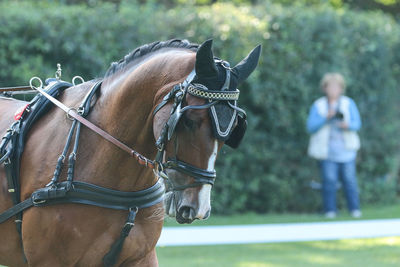 Horse in zoo