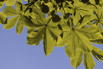 Low angle view of leaves against sky