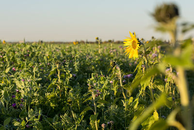 Close-up of fresh yellow flowers blooming in field