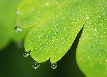 Close-up of raindrops on leaves