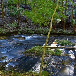 Stream flowing in forest
