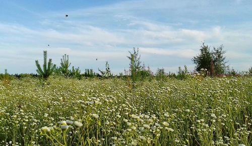 Plants growing on field against sky